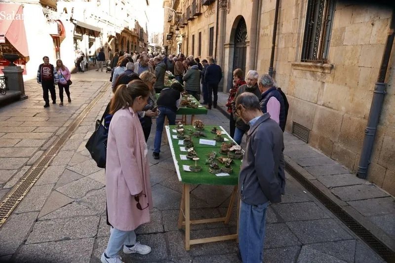 Exposición de setas en la plaza de la Libertad. Fotos: David Sañudo.
