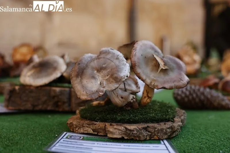 Exposición de setas en la plaza de la Libertad. Fotos: David Sañudo.