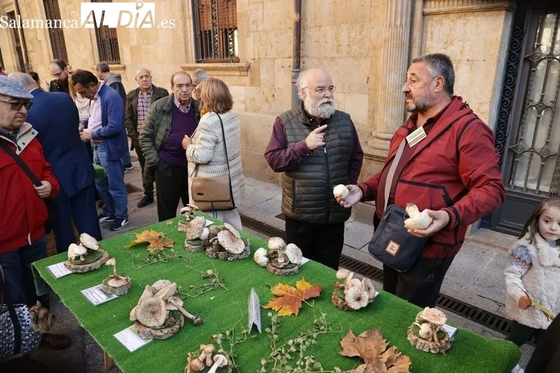 Exposición de setas en la plaza de la Libertad. Fotos: David Sañudo.