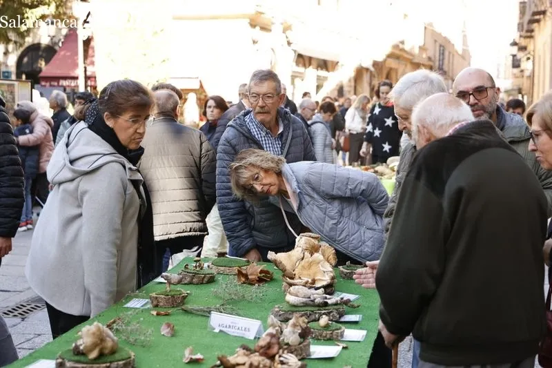 Exposición de setas en la plaza de la Libertad. Fotos: David Sañudo.