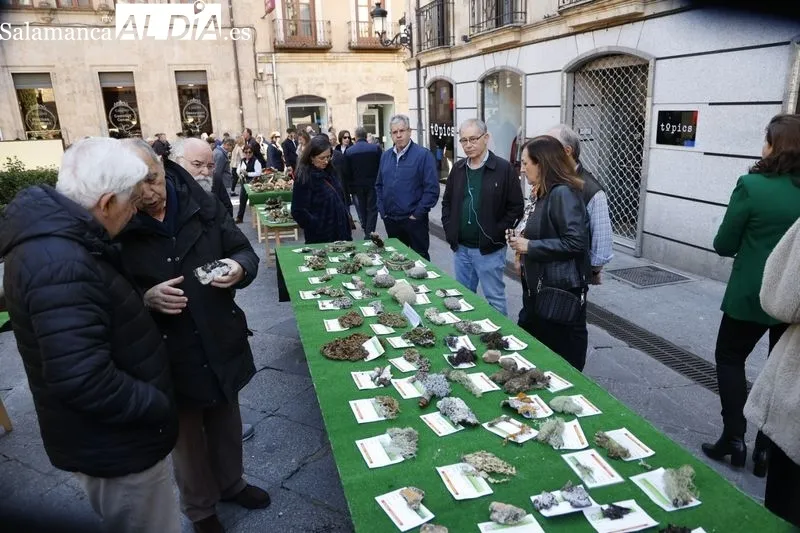 Exposición de setas en la plaza de la Libertad. Fotos: David Sañudo.
