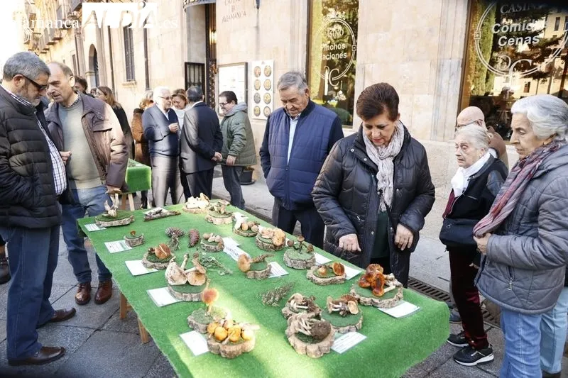 Exposición de setas en la plaza de la Libertad. Fotos: David Sañudo.