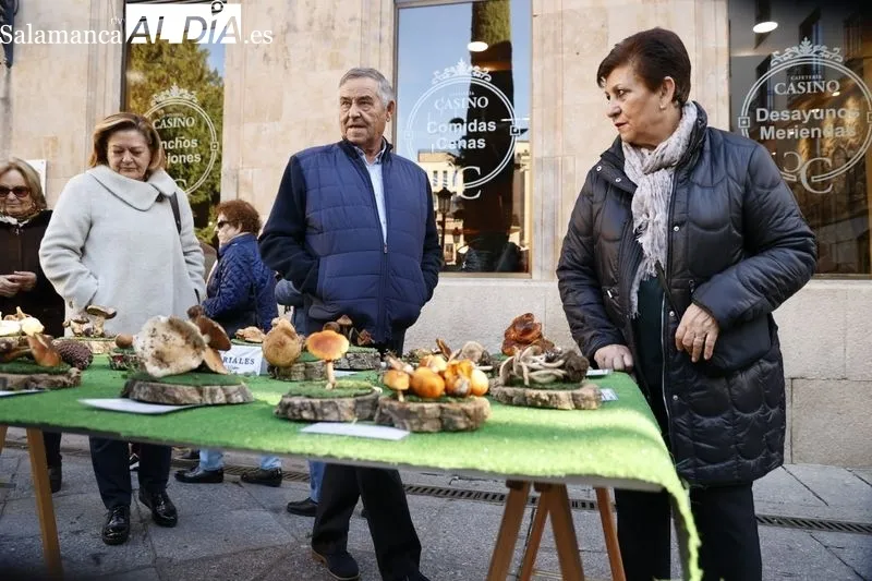 Exposición de setas en la plaza de la Libertad. Fotos: David Sañudo.