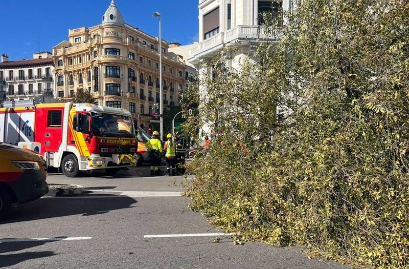 Un árbol mata a una joven al caerle encima en una calle de Chamberí. Foto EMERGENCIAS MADRID