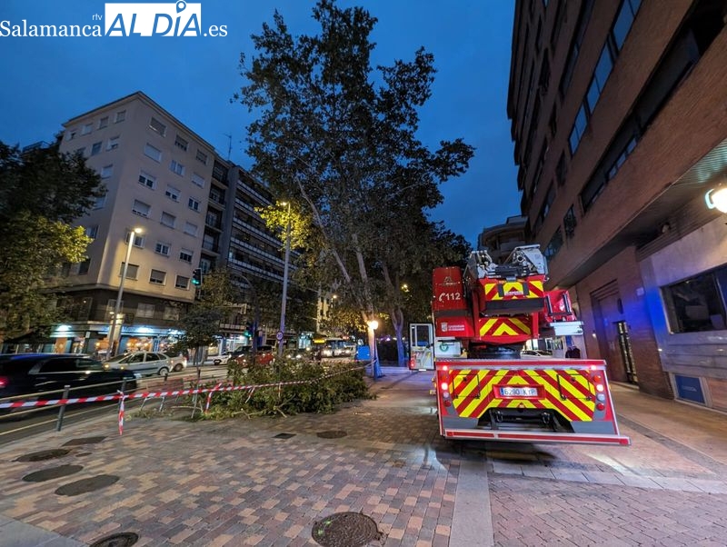 Ramas de un árbol invadiendo la vía pública en Torres Villarroel.