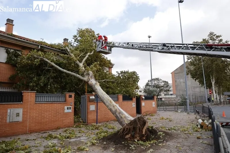 Árbol caído sobre una vivienda en la avenida de Lasalle. Foto de David Sañudo