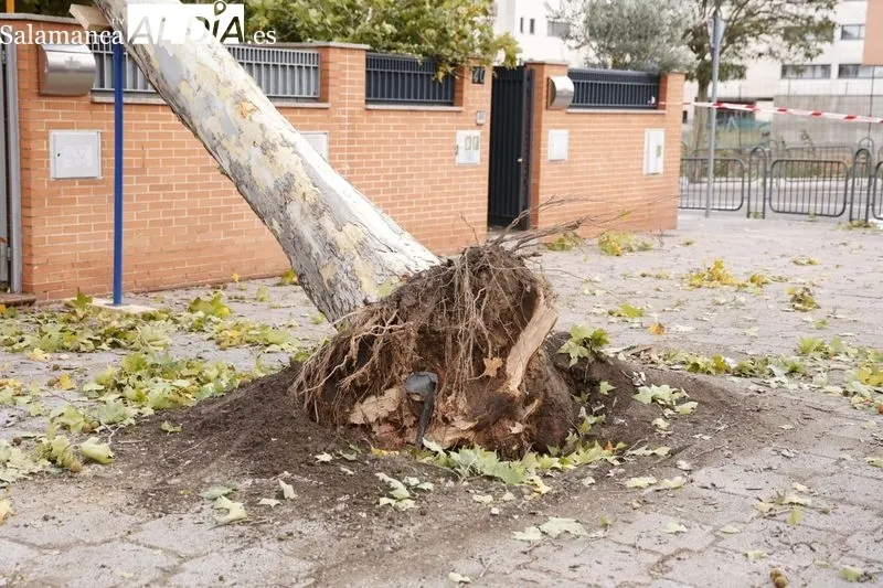 Árbol caído sobre una vivienda en la avenida de Lasalle. Foto de David Sañudo