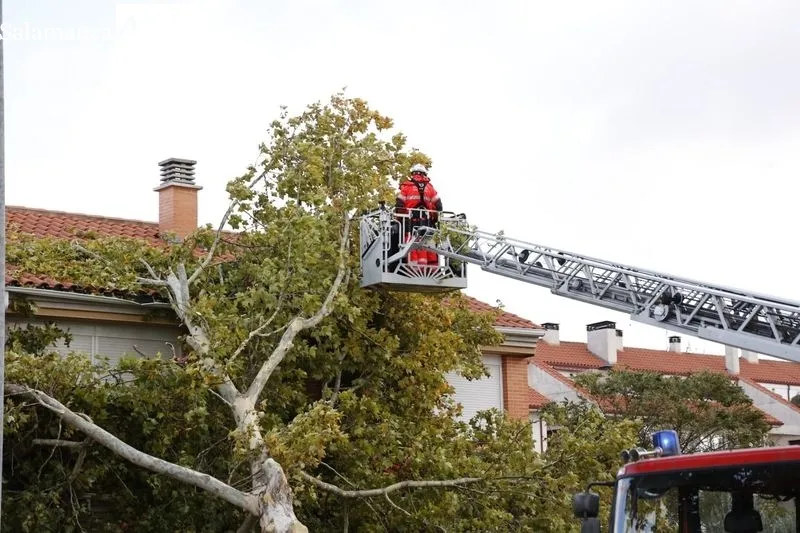 Árbol caído sobre una vivienda en la avenida de Lasalle. Foto de David Sañudo