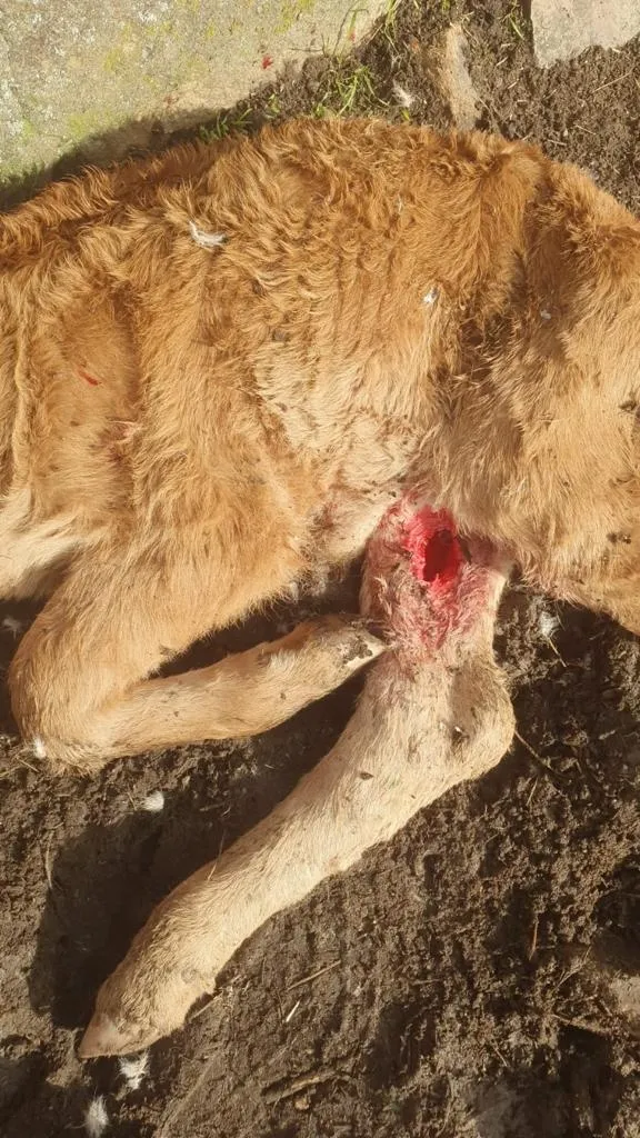 Ternero muerto por ataque de buitres