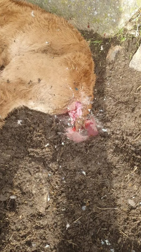 Ternero muerto por ataque de buitres