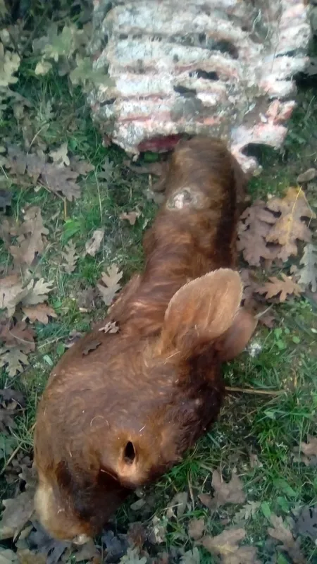 Ternero muerto por ataque de lobo 