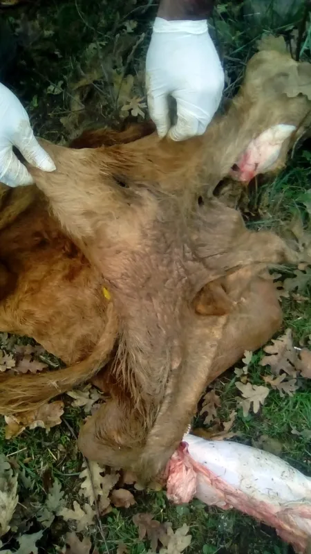 Ternero muerto por ataque de lobo 