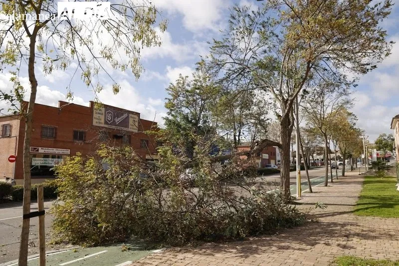 Efectos del viento en la avenida de la Aldehuela. Foto de David Sañudo