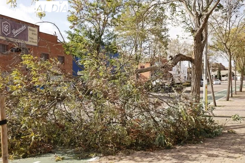 Efectos del viento en la avenida de la Aldehuela. Foto de David Sañudo