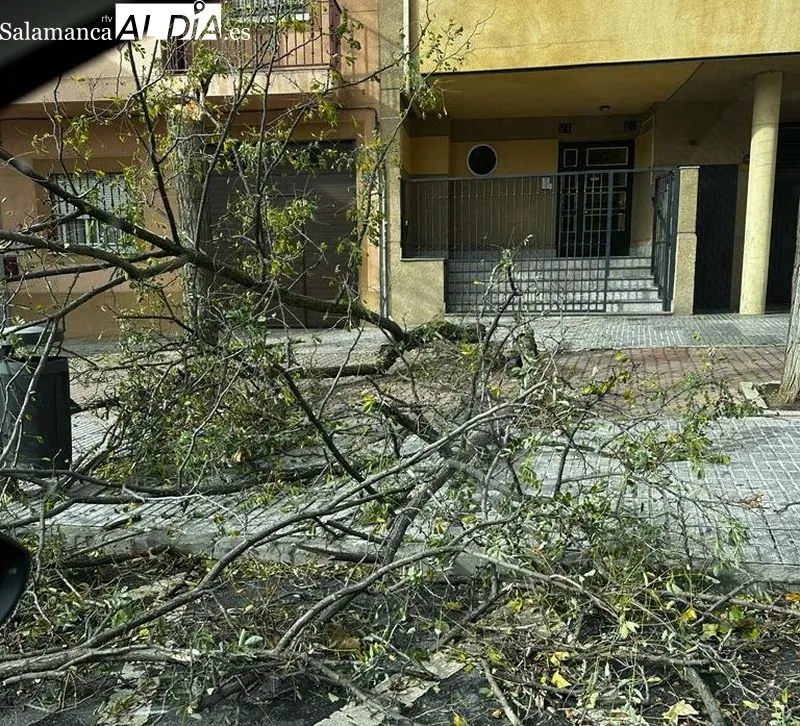 Árboles caídos en la calle Alfareros, en el barrio de Pizarrales