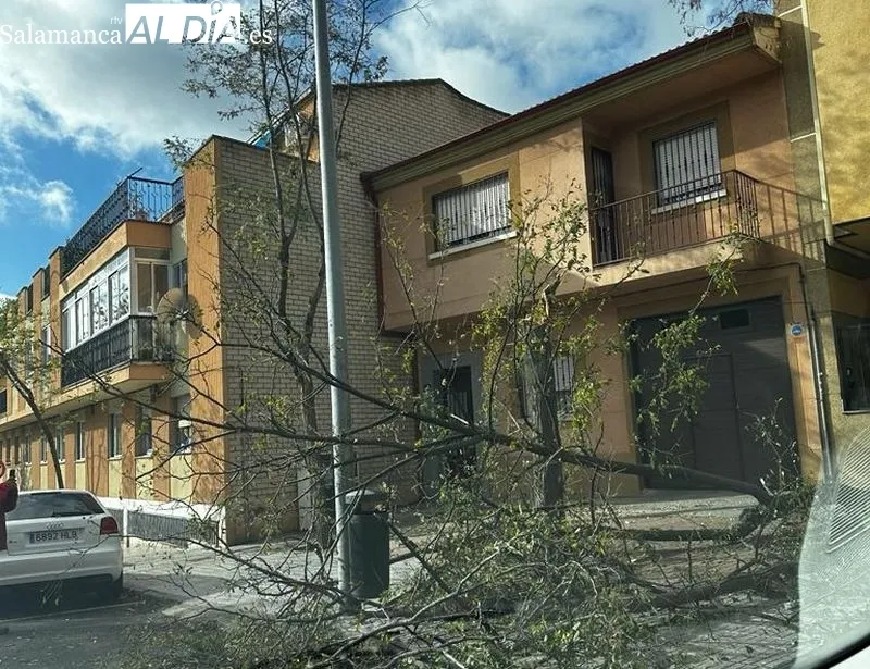 Árboles caídos en la calle Alfareros, en el barrio de Pizarrales
