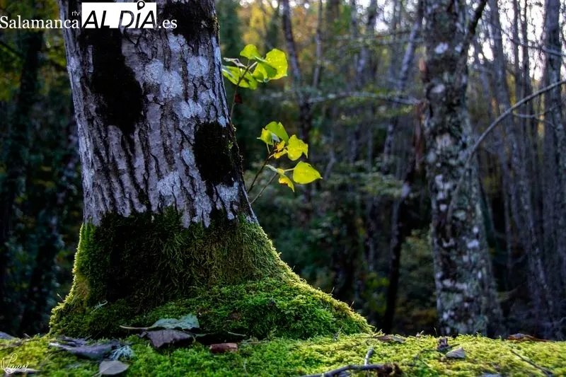 Camino del Agua - Parque Natural de las Batuecas Sierra Francia. Foto de Manuel Lamas