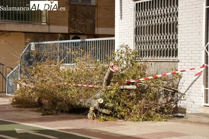 Destrozos en el paseo de los Madroños. Foto de David Sañudo