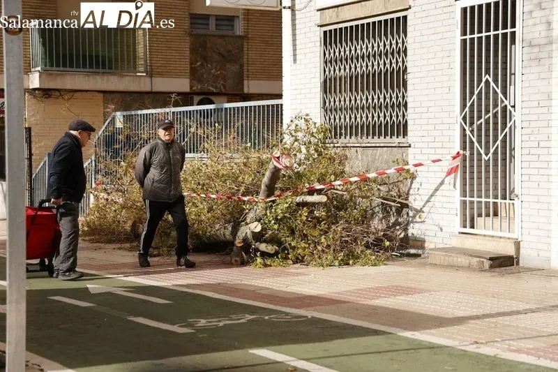 Destrozos en el paseo de los Madroños. Foto de David Sañudo