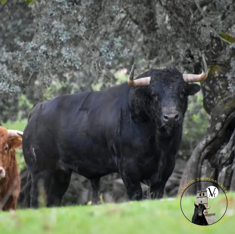 Magno, herrado con el número 4 y guarismo 8, será el III Toro de San Nicolás el 6 de diciembre en Vitigudino  