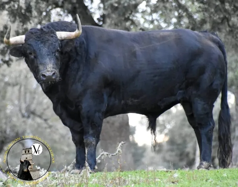 Magno, herrado con el número 4 y guarismo 8, será el III Toro de San Nicolás el 6 de diciembre en Vitigudino  