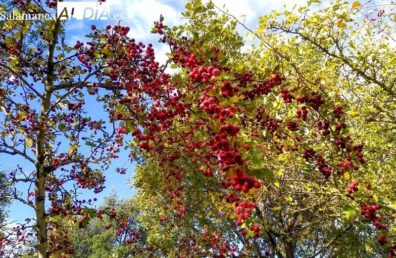 Parque Botánico de Huerta Otea. Foto de Manuel Lamas