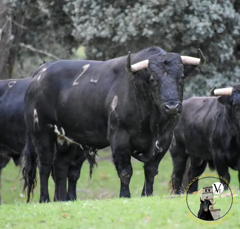 Sizón, herrado con el número 24, guarismo 8, acompañará a Magno, III Toro de San Nicolás el 6 de diciembre en Vitigudino  