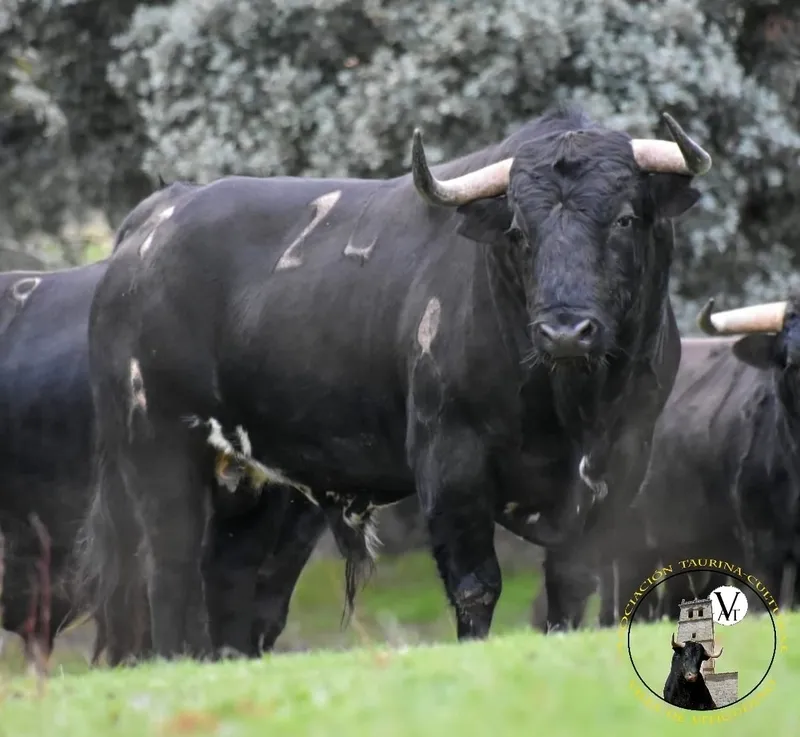 Sizón, herrado con el número 24, guarismo 8, acompañará a Magno, III Toro de San Nicolás el 6 de diciembre en Vitigudino  