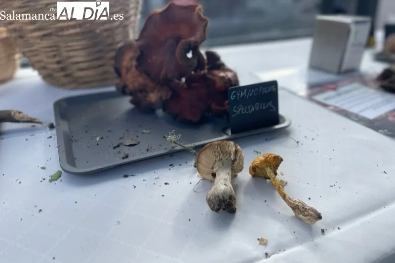 Los Álamos acogía la exhibición de las setas recolectadas en la IV Quedada Micológica Tierra de Peñaranda