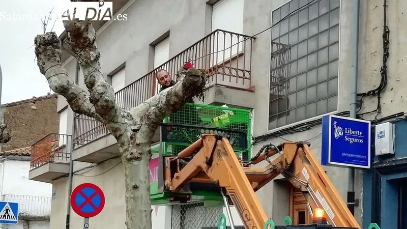 Un técnico colocando las luces en uno de los árboles de la carretera Estación