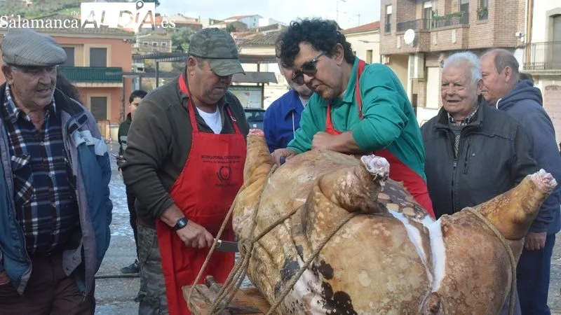 Foto 2 - La XXII Matanza T&iacute;pica del Cerdo de Hinojosa de Duero congrega a ni&ntilde;os y mayores