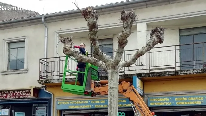 Un técnico colocando las luces en uno de los árboles de la carretera Estación