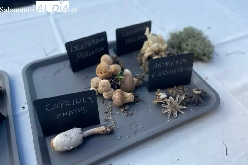 Los Álamos acogía la exhibición de las setas recolectadas en la IV Quedada Micológica Tierra de Peñaranda