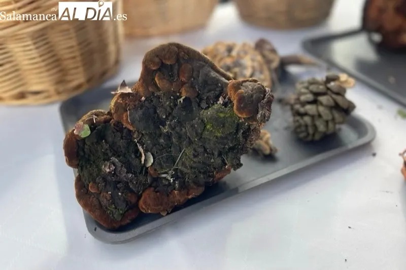 Los Álamos acogía la exhibición de las setas recolectadas en la IV Quedada Micológica Tierra de Peñaranda