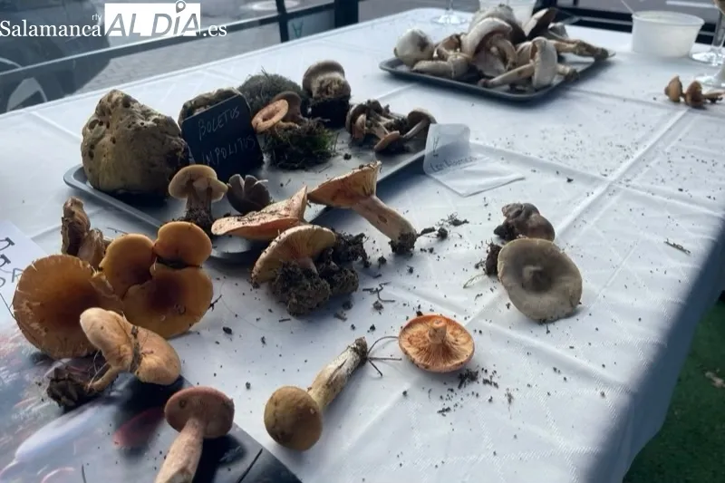 Los Álamos acogía la exhibición de las setas recolectadas en la IV Quedada Micológica Tierra de Peñaranda