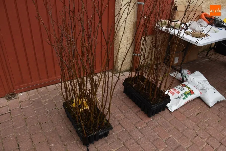 Foto 4 - Asenavis repobla las riberas del &Aacute;gueda con 90 ejemplares de su &aacute;rbol m&aacute;s caracter&iacute;stico