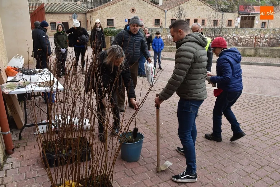 Foto 7 - Asenavis repobla las riberas del &Aacute;gueda con 90 ejemplares de su &aacute;rbol m&aacute;s caracter&iacute;stico