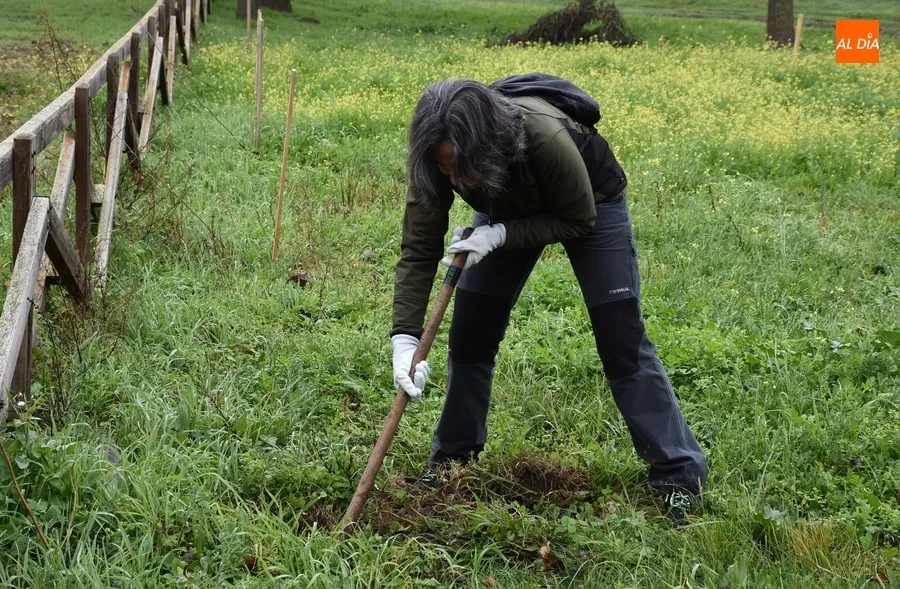 Foto 9 - Asenavis repobla las riberas del &Aacute;gueda con 90 ejemplares de su &aacute;rbol m&aacute;s caracter&iacute;stico