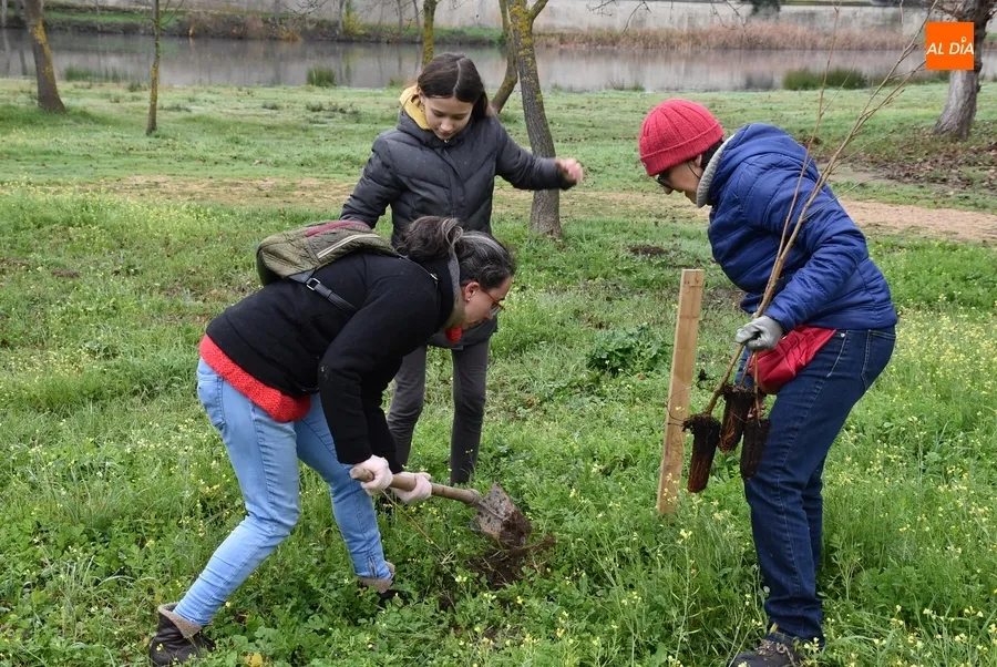 Foto 10 - Asenavis repobla las riberas del &Aacute;gueda con 90 ejemplares de su &aacute;rbol m&aacute;s caracter&iacute;stico