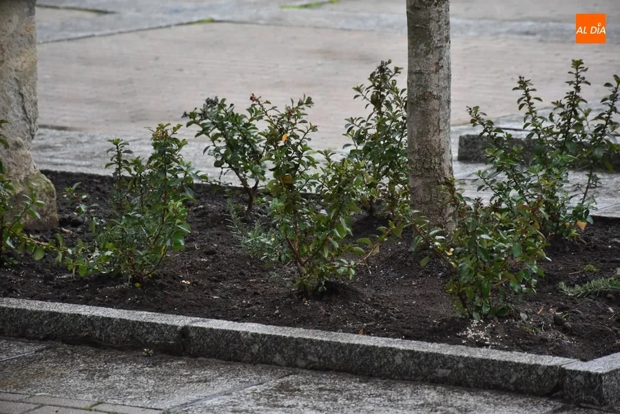 Foto 5 - Apuesta por los setos en la Plazuela del Buen Alcalde ante la escasa duraci&oacute;n de las flores