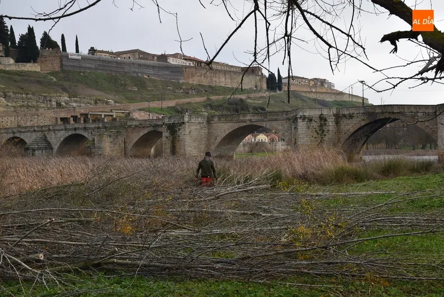 Foto 10 - Arranca la corta de los &aacute;rboles situados entrepuentes del lado del Arrabal
