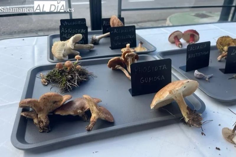 Los Álamos acogía la exhibición de las setas recolectadas en la IV Quedada Micológica Tierra de Peñaranda