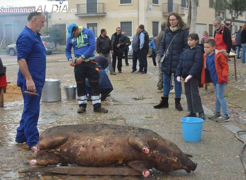 Foto 5 - La XXII Matanza Típica del Cerdo de Hinojosa de Duero congrega a niños y mayores