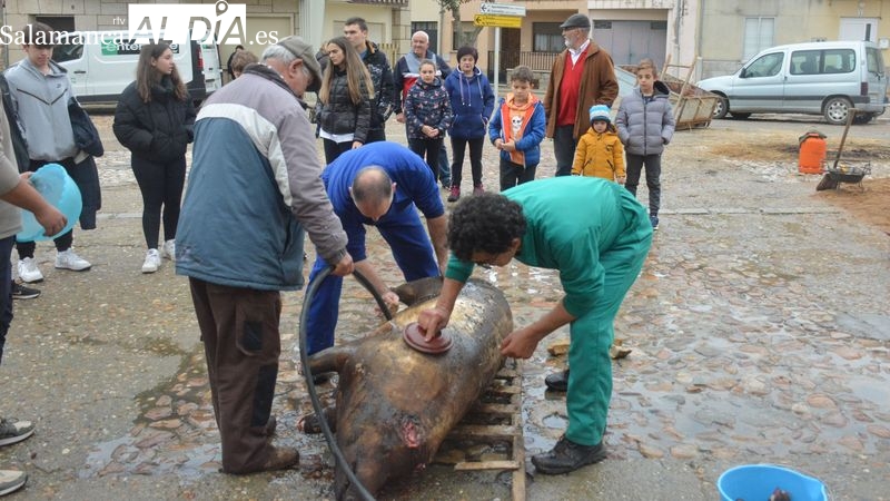 Foto 4 - La XXII Matanza Típica del Cerdo de Hinojosa de Duero congrega a niños y mayores