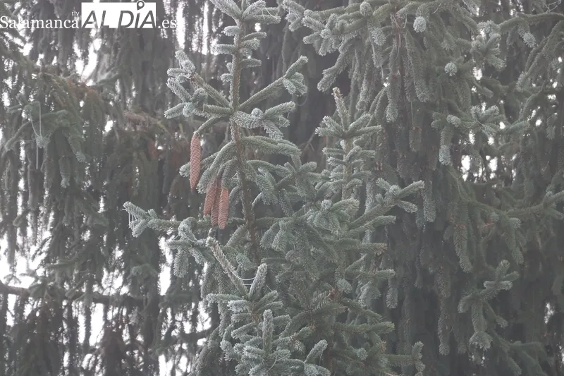 Foto 10 - La niebla gelante deja su rastro blanco en Vitigudino