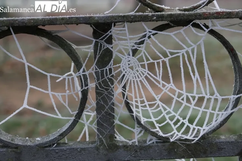 Foto 4 - La niebla gelante deja su rastro blanco en Vitigudino