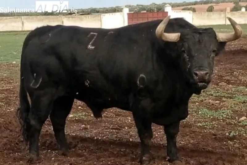 Cantinisto, toro de Los Bayones que estará en Vitigudino el próximo miércoles durante el III Toro de San Nicolás