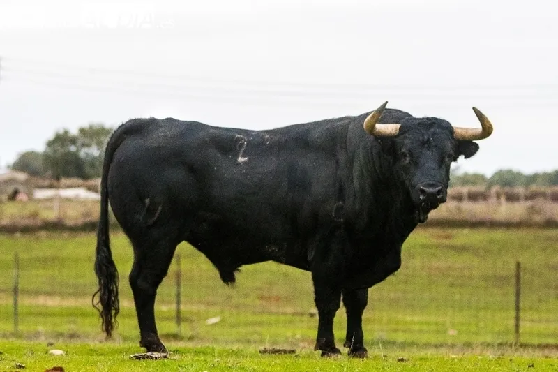 Cantinisto, toro de Los Bayones que estará en Vitigudino el próximo miércoles durante el III Toro de San Nicolás