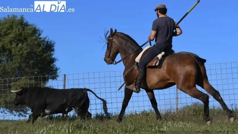 Cantinisto, toro de Los Bayones que estará en Vitigudino el próximo miércoles durante el III Toro de San Nicolás