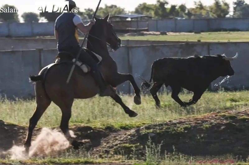 Cantinisto, toro de Los Bayones que estará en Vitigudino el próximo miércoles durante el III Toro de San Nicolás